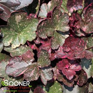 Heuchera hybrid 'Midnight Rose'