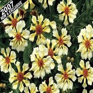 Coreopsis  'Pin Wheel'
