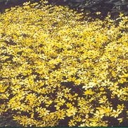 Coreopsis  'Moonbeam'