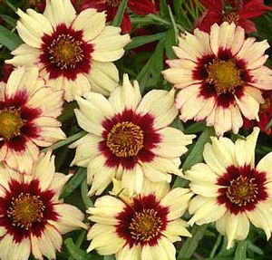 Coreopsis hybrid 'Autumn Blush'