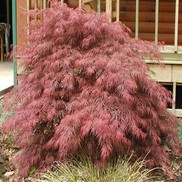 Acer dissectum (Laceleaf) 'Crimson Queen'