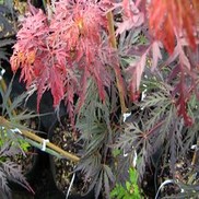 Acer dissectum (Laceleaf) 'Inaba shidare'