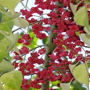 Euonymus bungeanus 'Pink Lady'