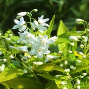 Deutzia gracilis 'Duncan'