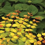 Kolkwitzia amabilis 'Maradco'