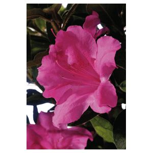 Azalea Rhododendron hybrid 'Conlec'