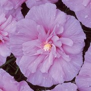 ALTHEA 'LAVENDER CHIFFON'