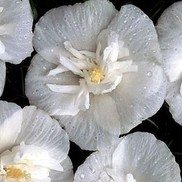 ALTHEA 'WHITE CHIFFON'