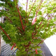 Acer palmatum 'Sango Kaku'