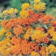 Asclepias tuberosa 'Gay Butterflies'