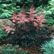 Astilbe simplicifolia 'Key West'