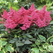 Astilbe arendsii 'Rhythm & Blues'