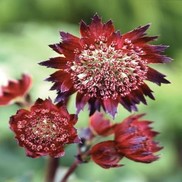 Astrantia hybrid 'Moulin Rouge'