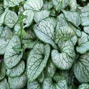 Brunnera macrophylla 'Jack Frost'