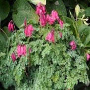Dicentra  'Ownbey'