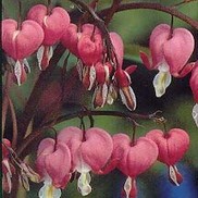 Dicentra spectabilis