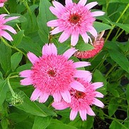 CONEFLOWER 'PINK DOUBLE DELIGHT'