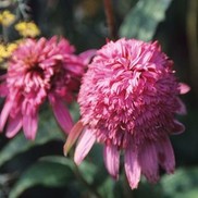CONEFLOWER 'RAZZMATAZZ'