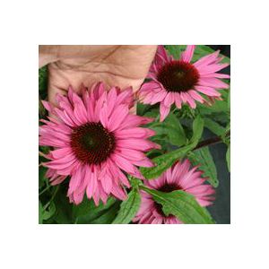 CONEFLOWER 'FANCY FRILLS'