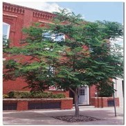 Gymnocladus dioicus 'Kentucky Coffeetree'