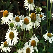 CONEFLOWER 'FRAGRANT ANGEL