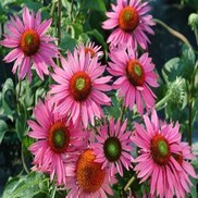 CONEFLOWER 'GREEN EYES'