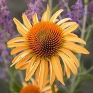 Echinacea purpurea 'Harvest Moon'