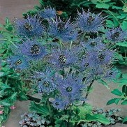 Eryngium planum 'Blue Diamond'