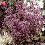 Eupatorium dubium 'Phantom'