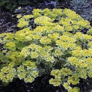 Euphorbia polychroma 'Lacy'