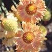 BLANKET FLOWER 'SUMMER KISS'