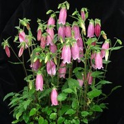 BELLFLOWER 'BOWL OF CHERRIES'
