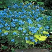 Corydalis flexuosa 'Blue Panda'