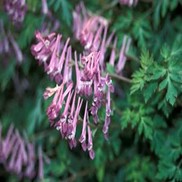 Corydalis species 'Blackberry Wine'