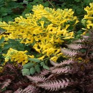 Corydalis species 'Canary Feathers'
