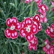 DIANTHUS 'SPANGLED STAR'