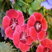 DIANTHUS 'EASTERN STAR'