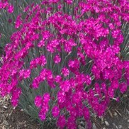 DIANTHUS 'NEON STAR'