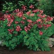 Dicentra formosa 'Luxuriant'