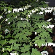 Dicentra spectabilis 'alba'