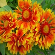 BLANKET FLOWER 'ORANGES AND LEMONS'