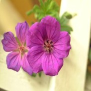 Geranium  'Tiny Monster'
