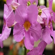 Incarvillea delavayi