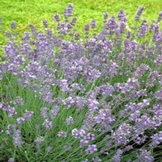 Lavandula x angustifolia 'Munstead'