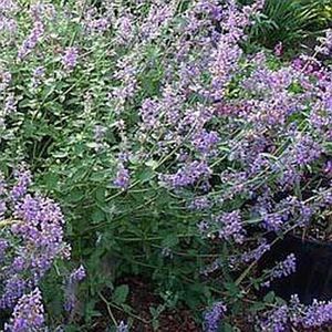 Nepeta faassenii