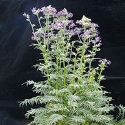 Polemonium caeruleum 'Snow and Sapphires'