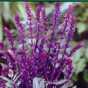 salvia nemorosa caradonna australia