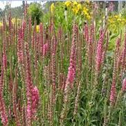 Veronica spicata 'Red Fox'