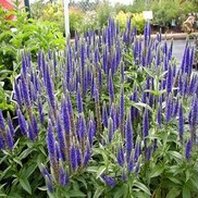 Veronica spicata 'Royal Candles'