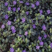 Vinca minor 'Bowles'